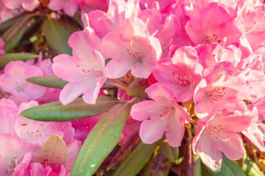 Bahçede bir çalı filizleniyor.