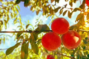 Meyve bahçesindeki bir dalda olgun şeftaliler. Doğa geçmişi. Olgun şeftali hasadı