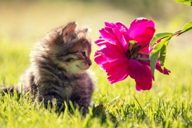 Küçük bir kedi yavrusu yaz bahçesinde çiçeklerle çimlerin üzerinde oturur.