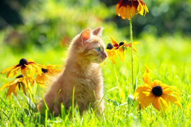 Rudbeckia Hiro çiçekleriyle bir yaz bahçesinde çimenlikte sevimli, küçük kızıl bir kedi yavrusu.