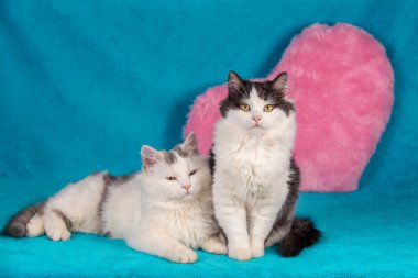 Mavi bir battaniyenin üzerinde kırmızı bir kalbin yanında yatan iki sevimli kedi yavrusu.
