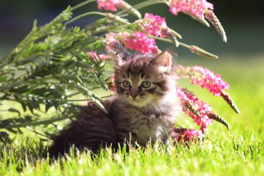 Küçük kedi yavrusu çimlerin üzerinde oturuyor yaz bahçesinde çiçeklerle