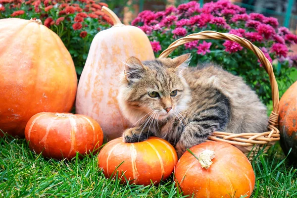 Bahçede, balkabağı ve çiçeklerin yanında komik bir kedi yavrusu oturuyor.