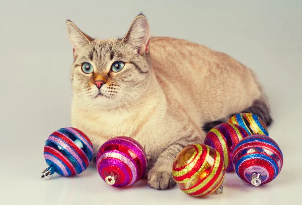 Gato com decoração de Natal — Fotografia de Stock