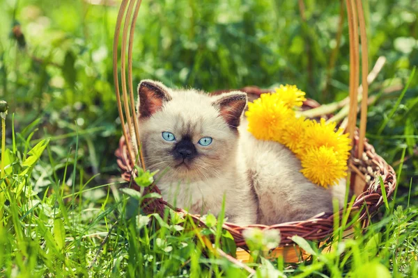 Lilla kattunge i maskros blommor — Stockfoto