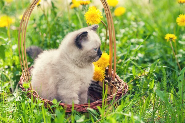 Little kitten in the dandelion flowers — Stock Photo, Image