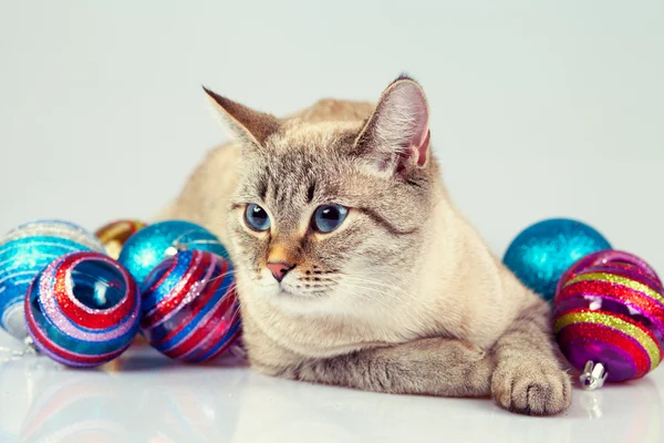 Gato con decoración navideña — Foto de Stock