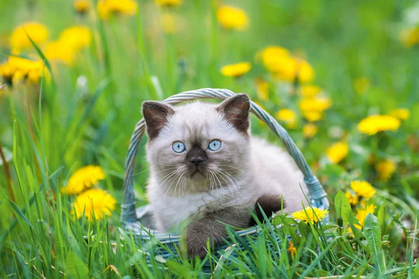 Kleines Kätzchen in den Löwenzahnblüten — Stockfoto