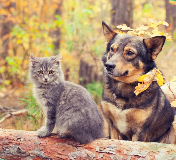 Chien et chat sont les meilleurs amis — Photo