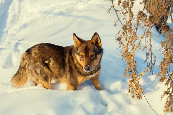 Hund geht im Schnee spazieren — Stockfoto