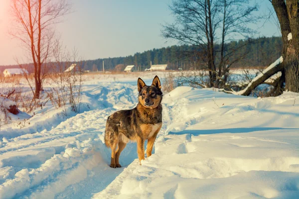 Dog walking in the snowy road — Stock Photo, Image