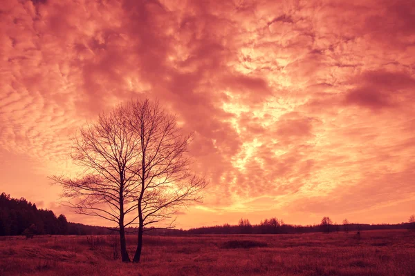 Pôr do sol sobre o campo — Fotografia de Stock