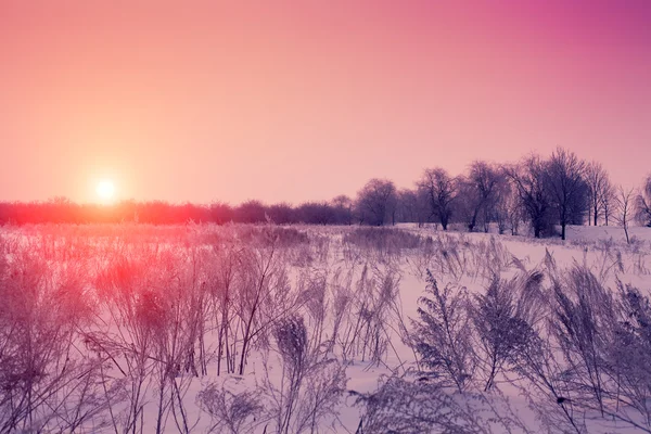 Coucher de soleil rose hiver — Photo