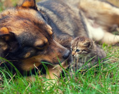 Büyük köpek küçük bir kedi yavrusu