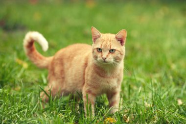 kırmızı kedi çimlerin üzerinde