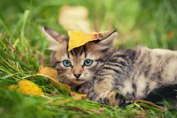 Petit chaton couché sur l'herbe — Photo