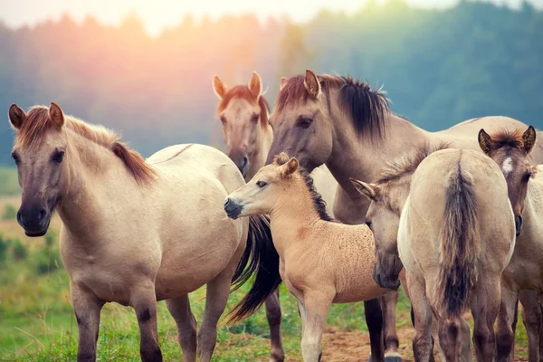 Troupeau de chevaux sauvages — Photo