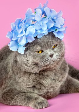 Kafasında Hydrangea çiçekleri olan pembe arka planda yatan mavi bir İngiliz stenografisinin portresi