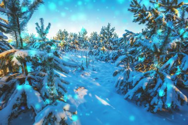 Kış perisi ormanı. Karda genç çam ağaçları