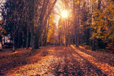 Güneşli bir günde sonbahar parkı. Parkın arka sokağı yapraklarla kaplı.