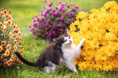 Bahçedeki papatya çiçeklerinin yanında çimlerin üzerinde sevimli bir kedi yavrusu.