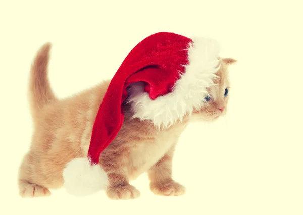 Nosit klobouk Santa kotě — Stock fotografie