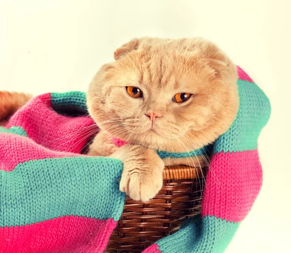 Chat dans un panier — Photo