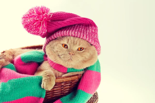 Gato con sombrero y bufanda — Foto de Stock