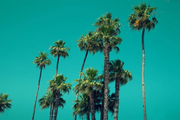 Palm trees — Stock Photo, Image