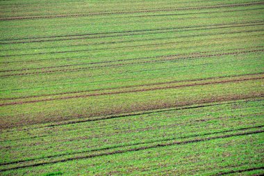 Baharın başında bir buğday tarlasının en üst manzarası. Kırsal doğa arka planı