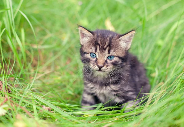 Kitten op de gtass — Stockfoto