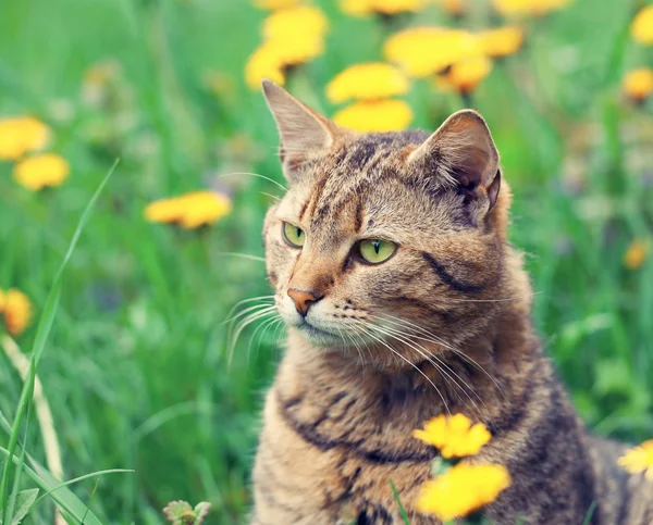 Kat met bloemen — Stockfoto