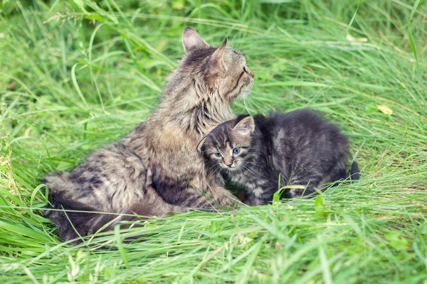 Kedi ailesi çimenlerin üzerinde — Stok fotoğraf