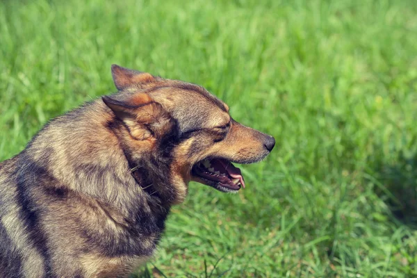Портрет собаки на открытом воздухе — стоковое фото
