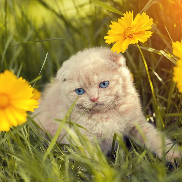 Котенок в саду — стоковое фото
