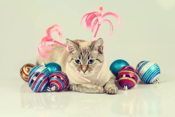 クリスマスの装飾を持つ猫 — ストック写真