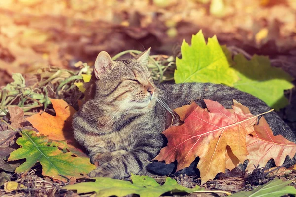 Gato en jardín de otoño — Foto de Stock