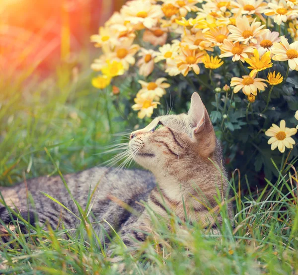 Macska, virágok — Stock Fotó