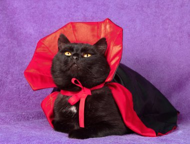 Siyah ve kırmızı pelerinli komik bir kara kedinin gerçek fotoğrafı. Cadılar Bayramı kostümlü şirin bir İngiliz Shorthair kedisi menekşe bir battaniyenin üzerinde oturuyor. Cadılar Bayramı konsepti Gerçek Fotoğraf