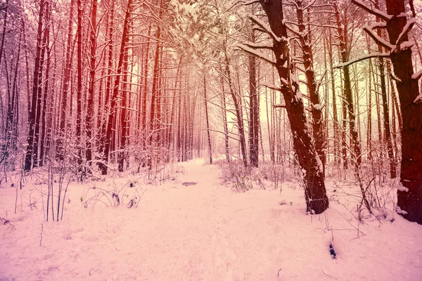 Ścieżka w lesie zimą — Zdjęcie stockowe