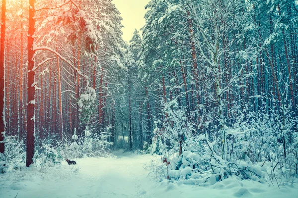 冬天的树林中的路径 — 图库照片