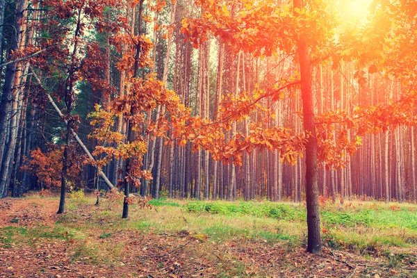 Herfst in het bos — Stockfoto