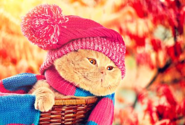 Kedi giyen örgü şapka