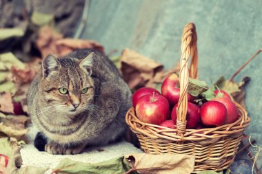 Cat near basket with apples clipart