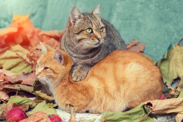 Dos gatos al aire libre — Foto de Stock