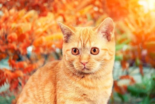 Ritratto di gatto nel giardino autunnale — Foto Stock