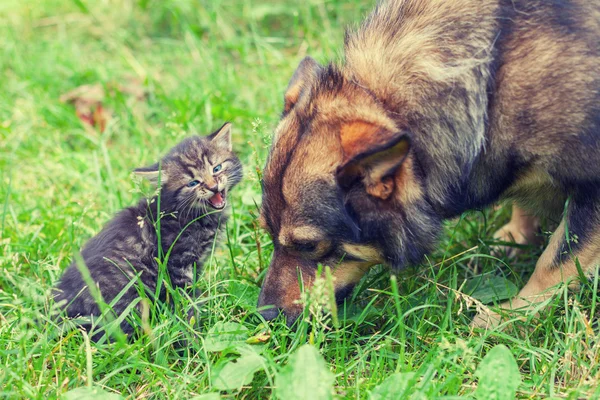 Big dog and meowing little kitten — Stock Photo, Image