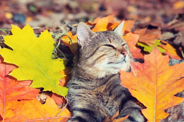 Gato deitado nas folhas coloridas — Fotografia de Stock