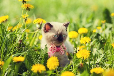 Yavru kedi giyen papyon