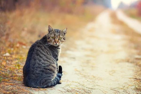 Cat on the dirt road — Stock Photo, Image